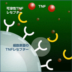 TNFのイメージ画像