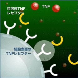 TNFのイメージ画像